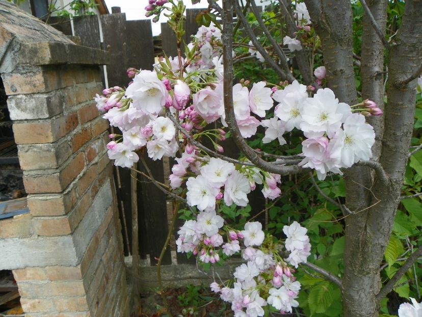 prunus Amanogawa - Copacei si arbusti 2018