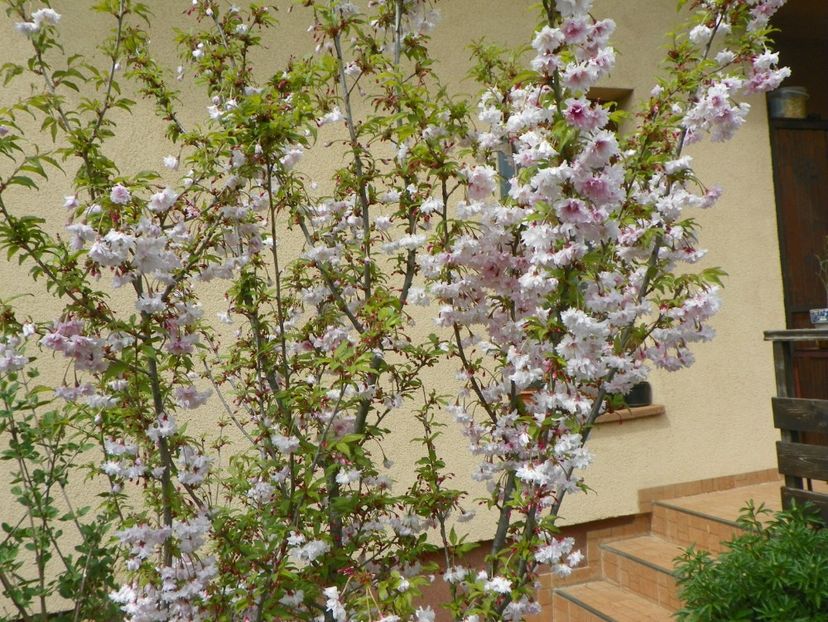 prunus incisa Oshidori - Copacei si arbusti 2018