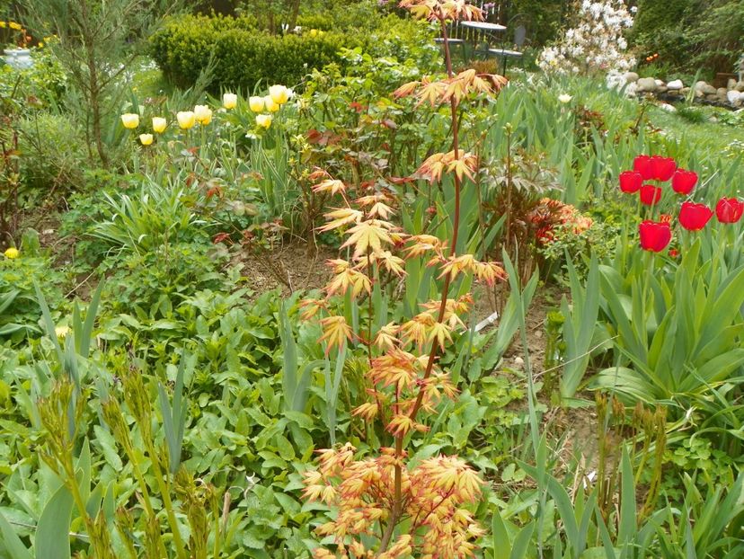 acer palmatum Katsura - Copacei si arbusti 2018