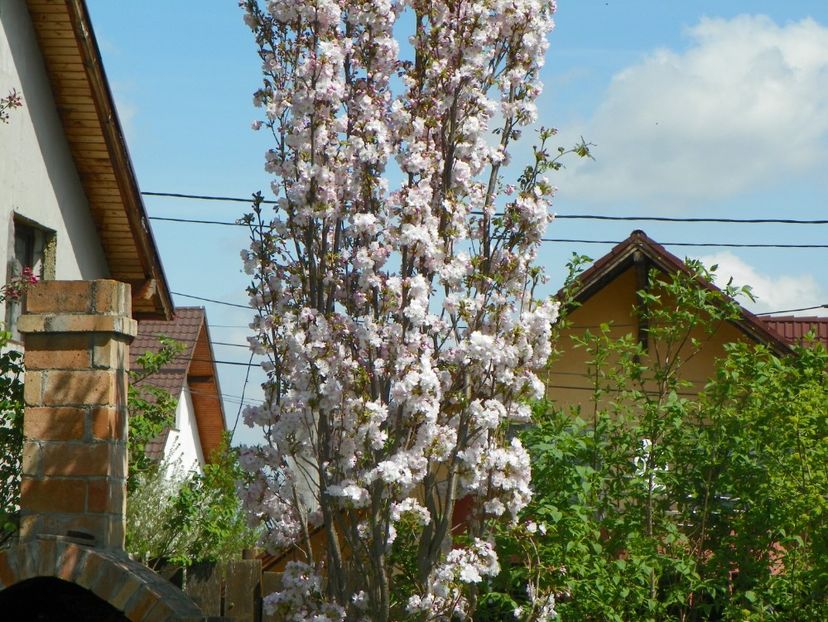 prunus Amanogawa - Copacei si arbusti 2018