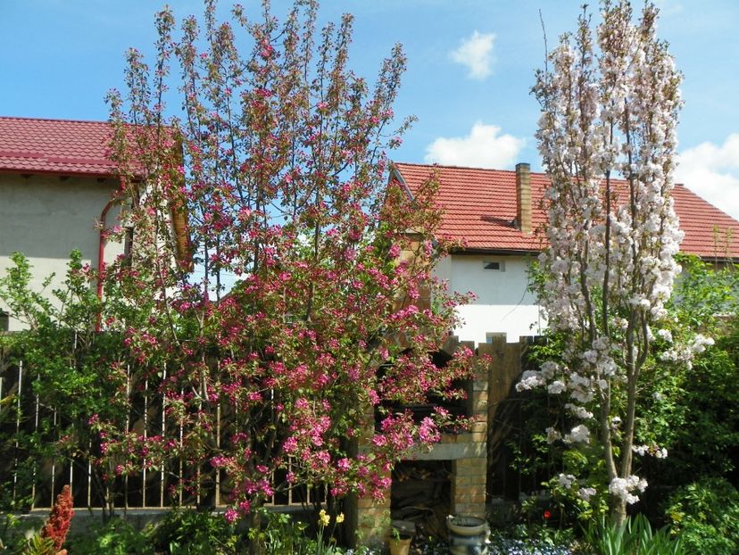 malus Rudolph si prunus Amanogawa - Copacei si arbusti 2018