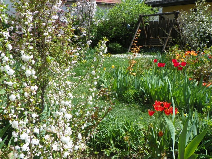 prunus glandulosa Alba Plena - Copacei si arbusti 2018