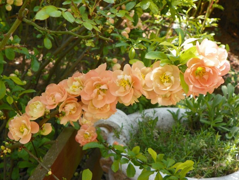 chaenomeles Cameo - Copacei si arbusti 2018