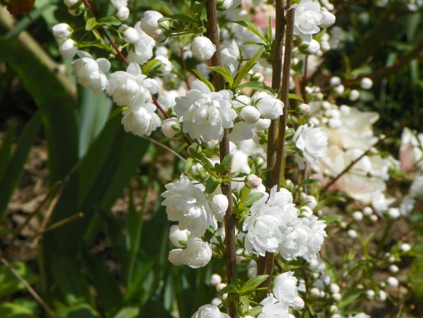 prunus glandulosa Alba Plena - Copacei si arbusti 2018