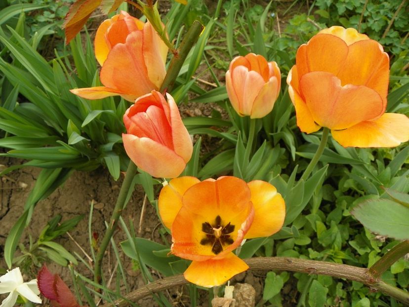 19 apr (8) - Primavara 2018