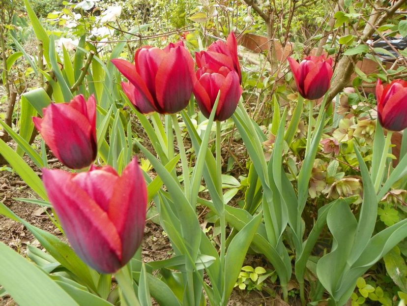 19 apr (10) - Primavara 2018