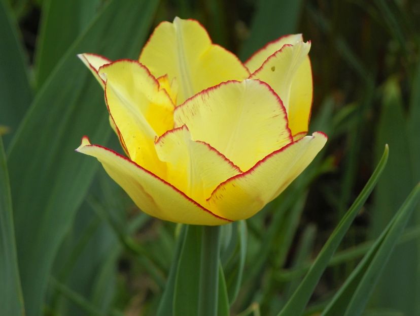 19 apr (13) - Primavara 2018