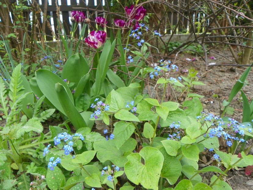 19 apr (16) - Primavara 2018