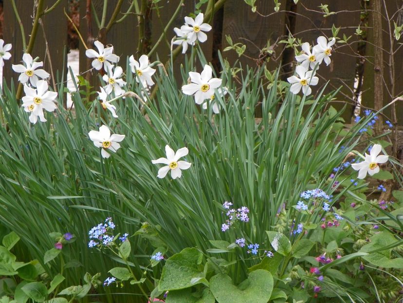 19 apr (17) - Primavara 2018