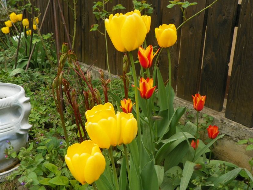 19 apr (18) - Primavara 2018