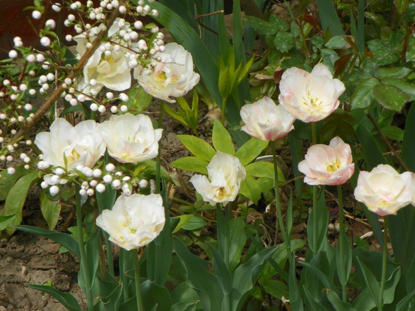 19 apr (28) - Primavara 2018