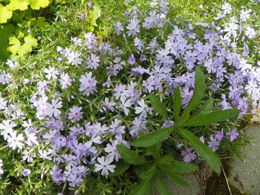 19 apr (31) - Primavara 2018