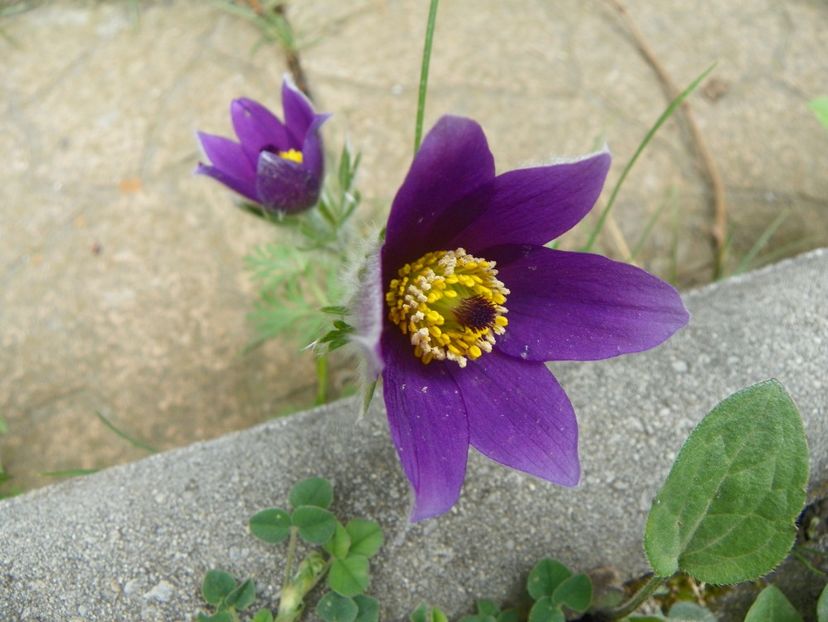 19 apr (32) - Primavara 2018