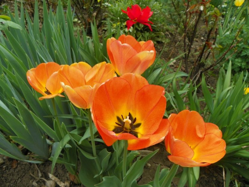 19 apr (33) - Primavara 2018