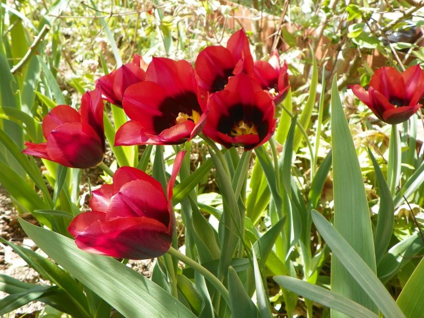 19 apr (43) - Primavara 2018