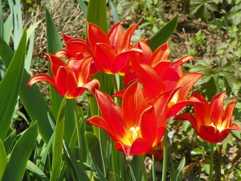 19 apr (54) - Primavara 2018