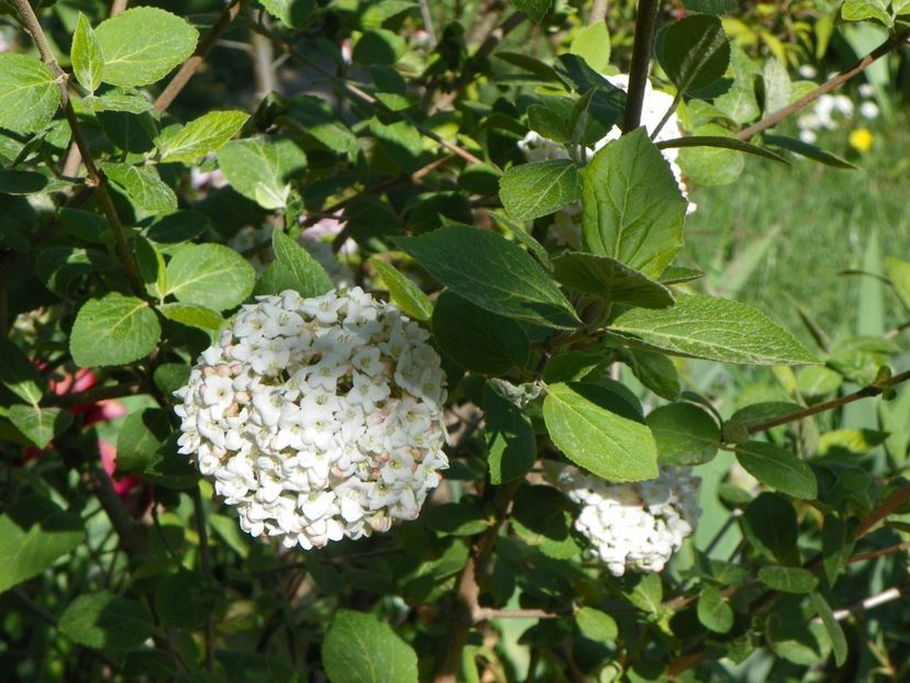 viburnum carlchephalum - Copacei si arbusti 2018