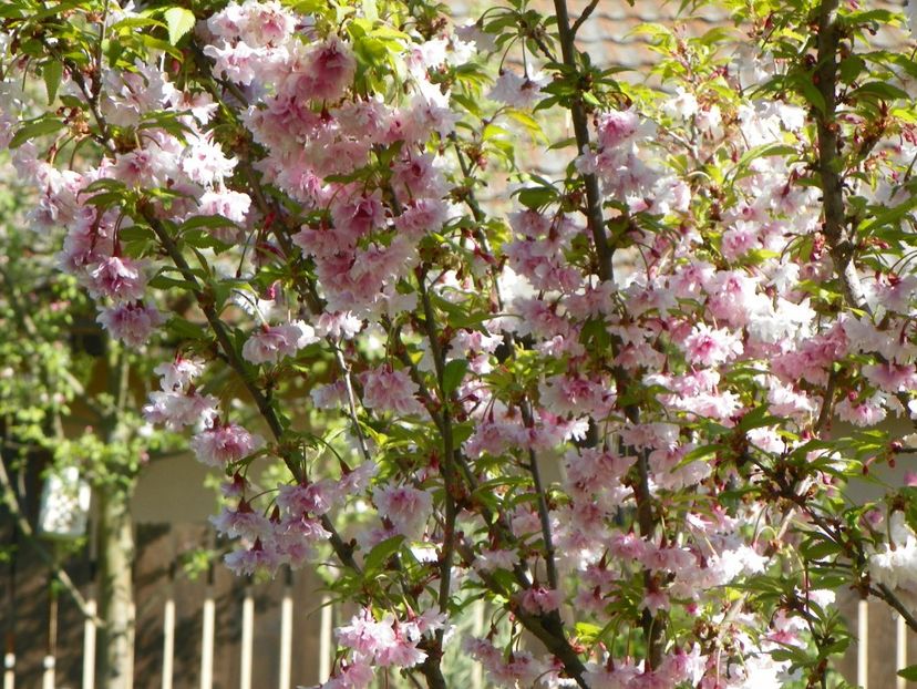 prunus incisa Oshidori - Copacei si arbusti 2018