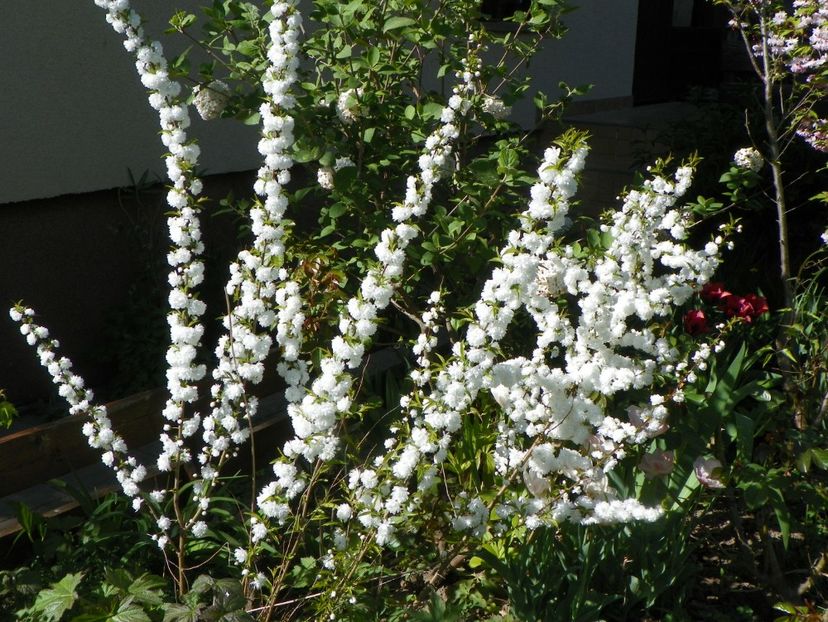 prunus glandulosa Alba Plena - Copacei si arbusti 2018