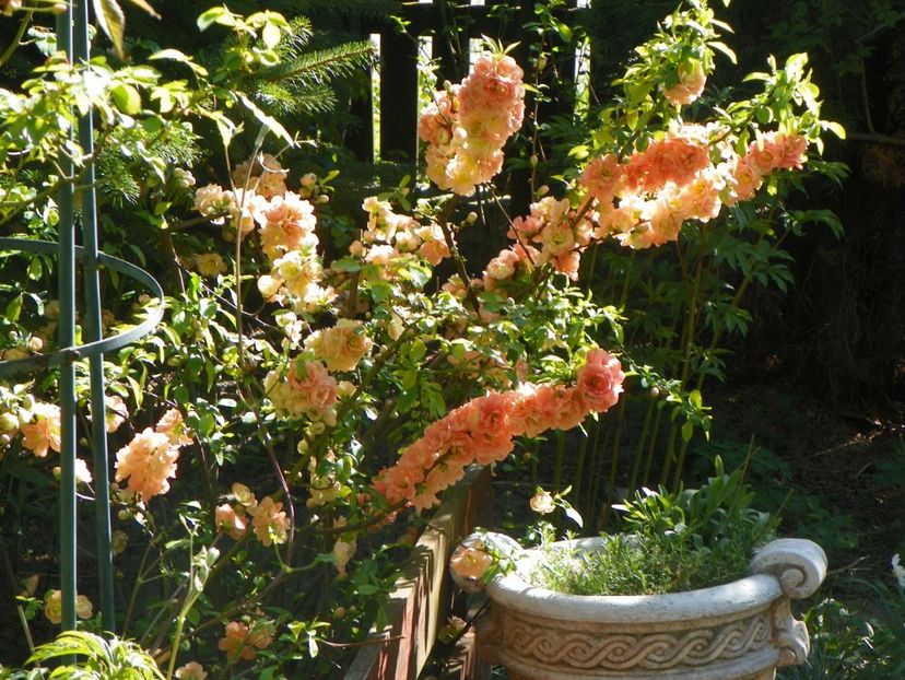 chaenomeles Cameo - Copacei si arbusti 2018