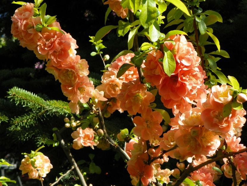 chaenomeles Cameo - Copacei si arbusti 2018