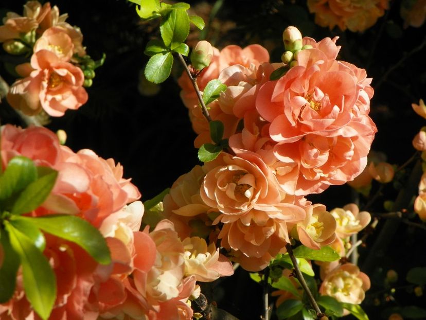 chaenomeles Cameo - Copacei si arbusti 2018