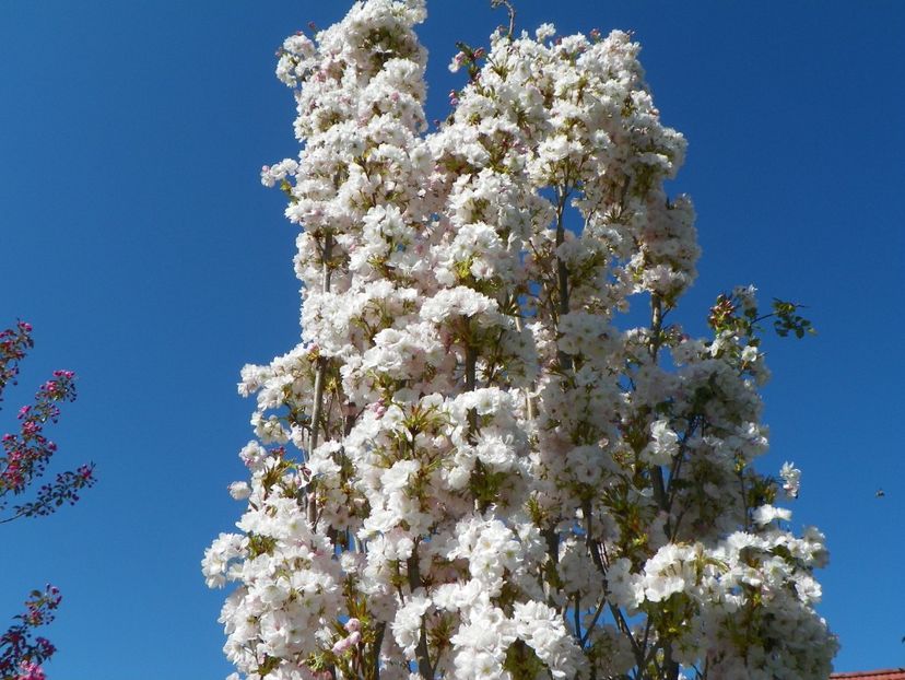 prunus Amanogawa - Copacei si arbusti 2018