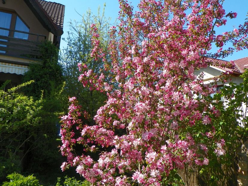 malus Rudolph - Copacei si arbusti 2018