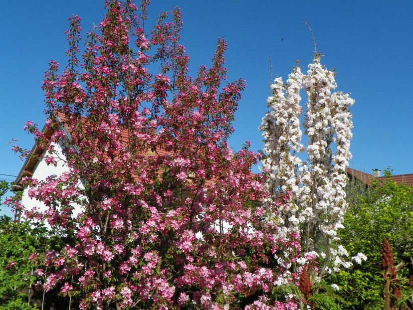prunus Amanogawa si malus Rudolph - Copacei si arbusti 2018