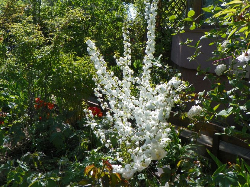 prunus glandulosa Alba Plena - Copacei si arbusti 2018