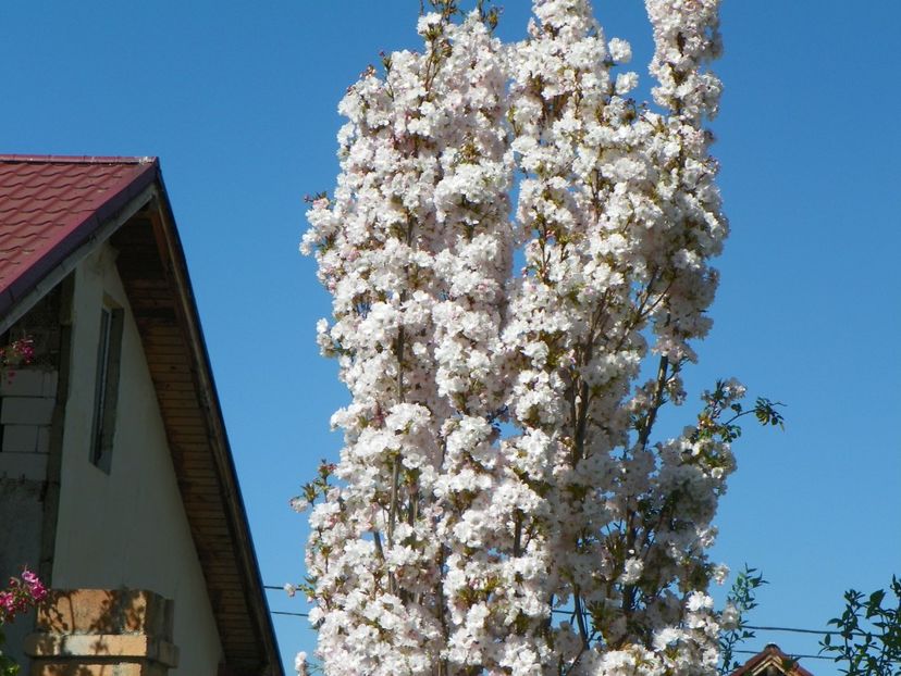 prunus Amanogawa - Copacei si arbusti 2018