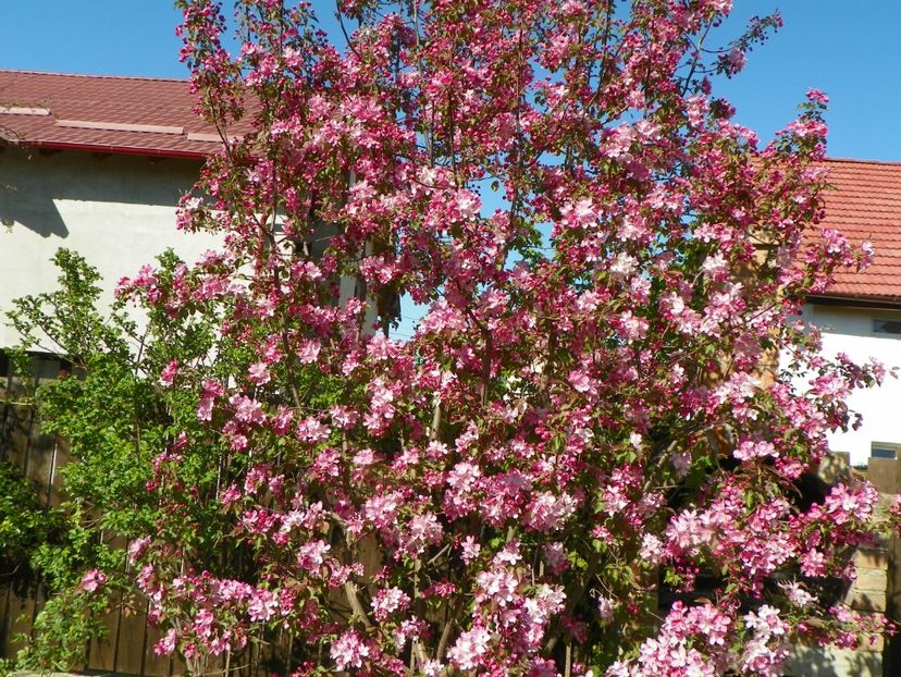 malus Rudolph - Copacei si arbusti 2018