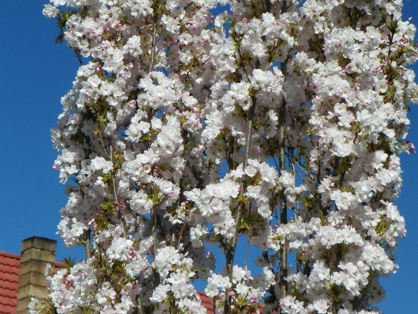 prunus Amanogawa - Copacei si arbusti 2018