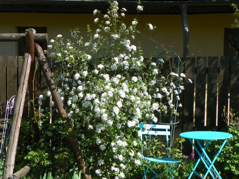 21 apr (34) - Gradina 2018