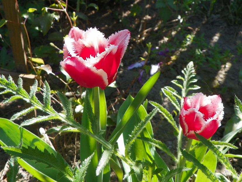 21 apr (36) - Primavara 2018