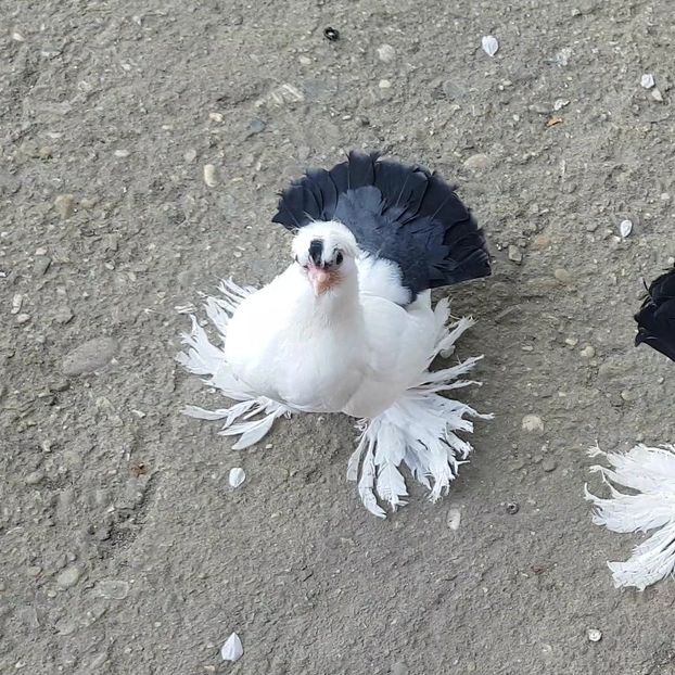  - Omski si Nordcaucazieni 2018