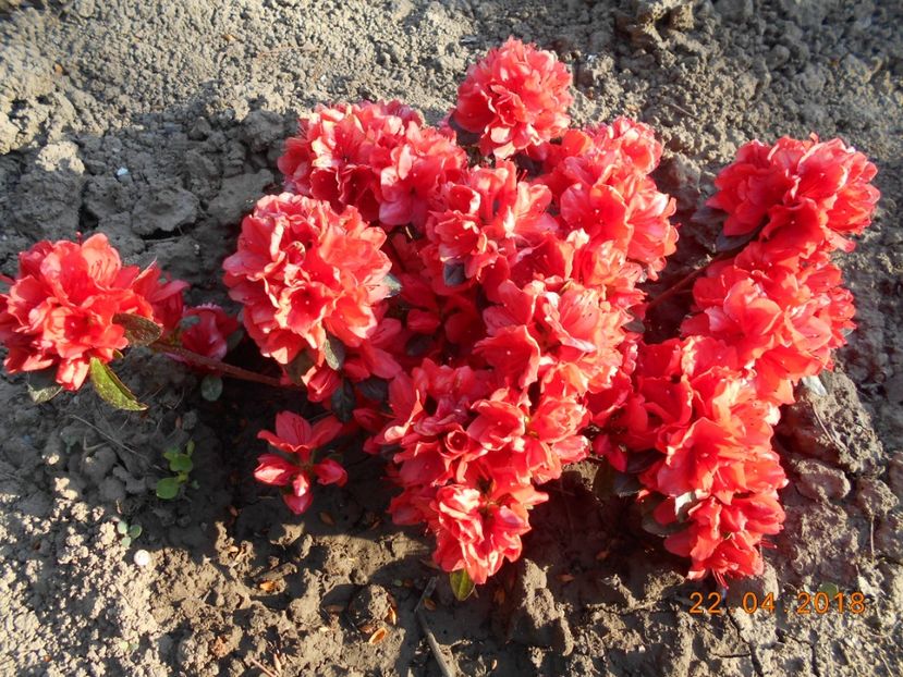 azalea japonica orange beauty - 3Primavara2018