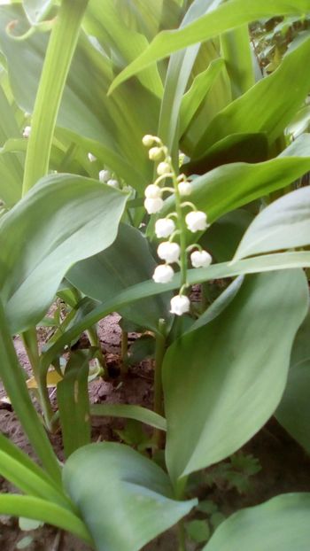 Lacramioare - Convallaria majalis - Sfarsit de aprilie 2018