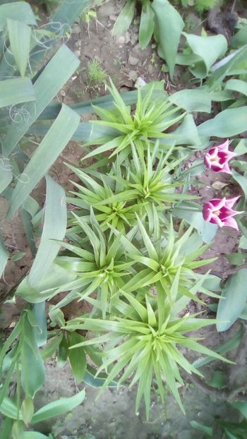 Lilium tigrinum splendens - Sfarsit de aprilie 2018