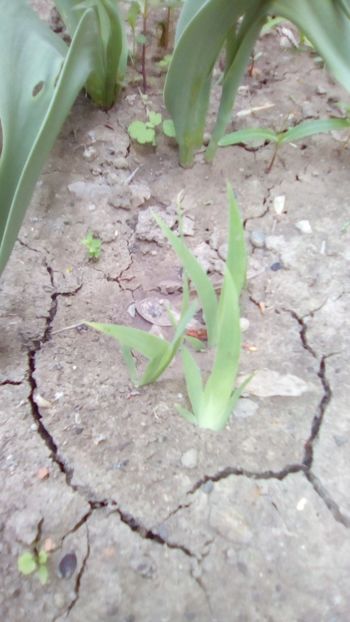 Irisi din seminte - import china - Sfarsit de aprilie 2018