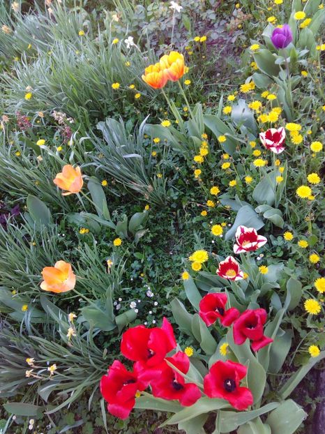  - AAAAA_LALELE 2016_2017_2018_2019