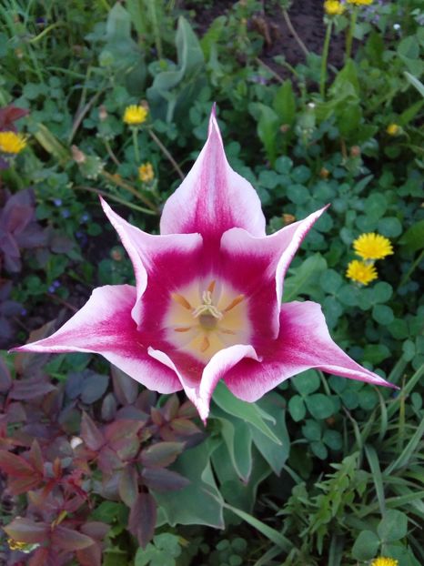  - AAAAA_LALELE 2016_2017_2018_2019