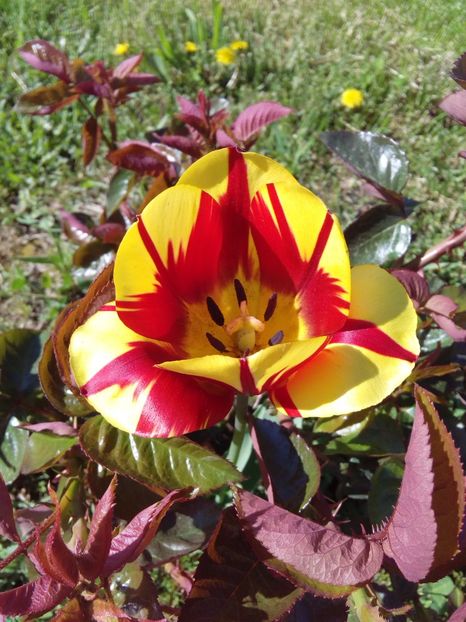  - AAAAA_LALELE 2016_2017_2018_2019