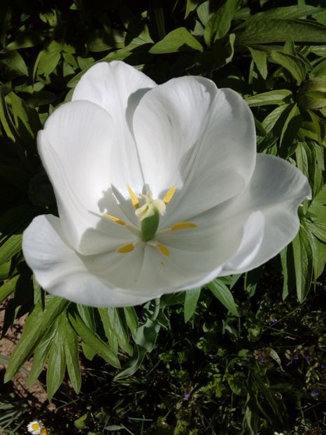  - AAAAA_LALELE 2016_2017_2018_2019