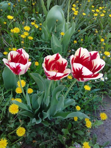  - AAAAA_LALELE 2016_2017_2018_2019