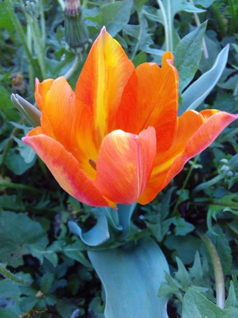  - AAAAA_LALELE 2016_2017_2018_2019