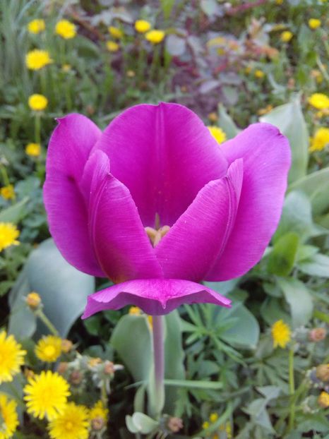  - AAAAA_LALELE 2016_2017_2018_2019