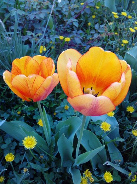  - AAAAA_LALELE 2016_2017_2018_2019