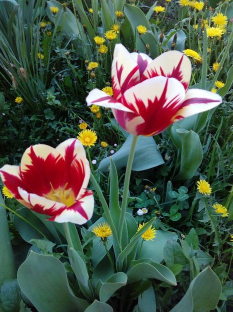  - AAAAA_LALELE 2016_2017_2018_2019