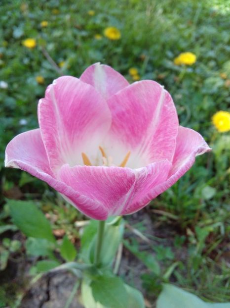  - AAAAA_LALELE 2016_2017_2018_2019